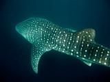 Djibouti - Whale Shark - 04